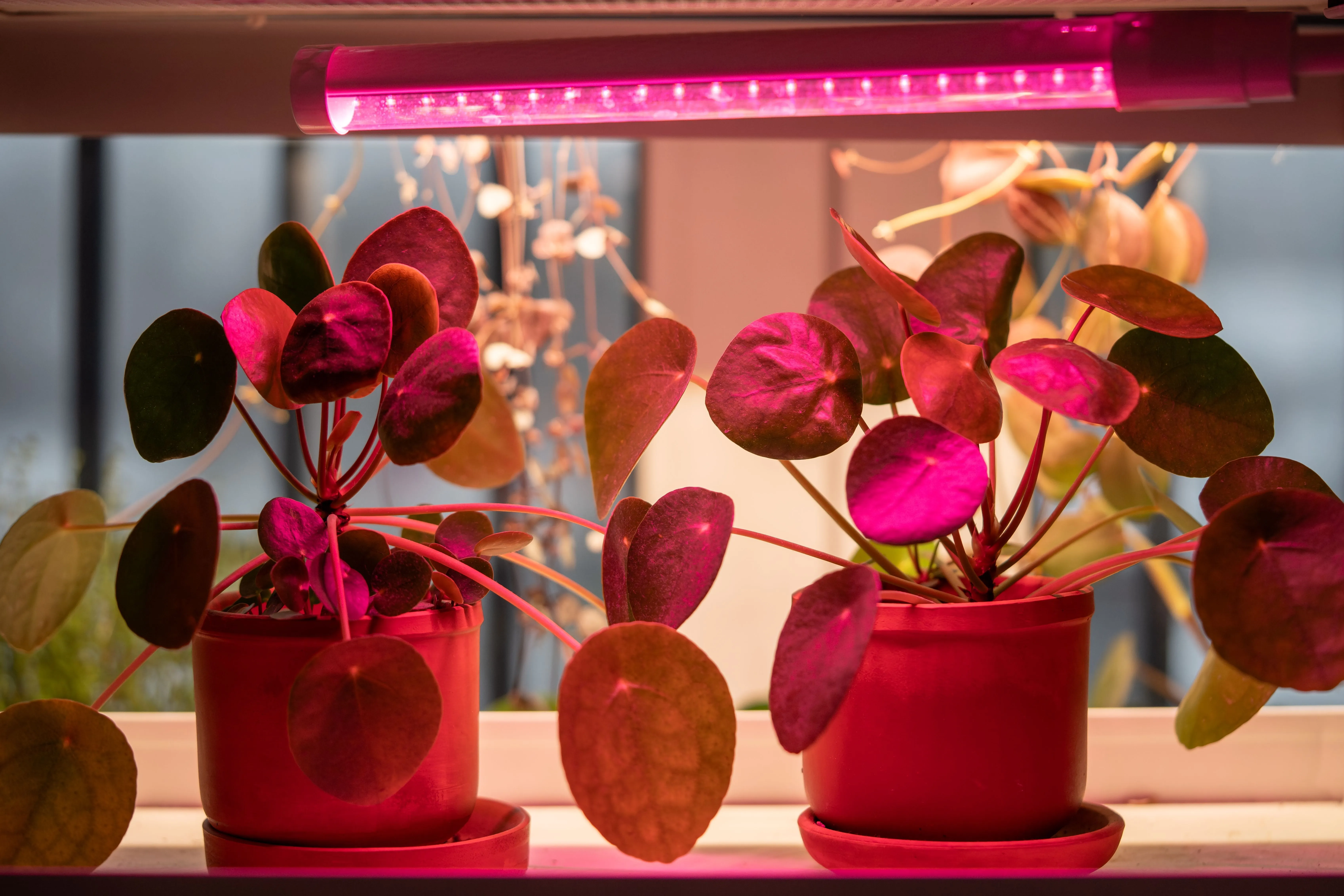 LIGHTING Светильник светодиодный для растений ДБЛ 04 14Вт 1173мм IEK - Фото 3